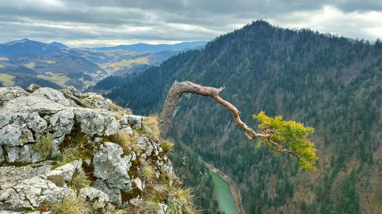Skalisty klif w Pieninach, z którego wyrasta samotna sosna. W dole zielona rzeka i zalesione wzgórza. Niezwykłe pieniny atrakcje.