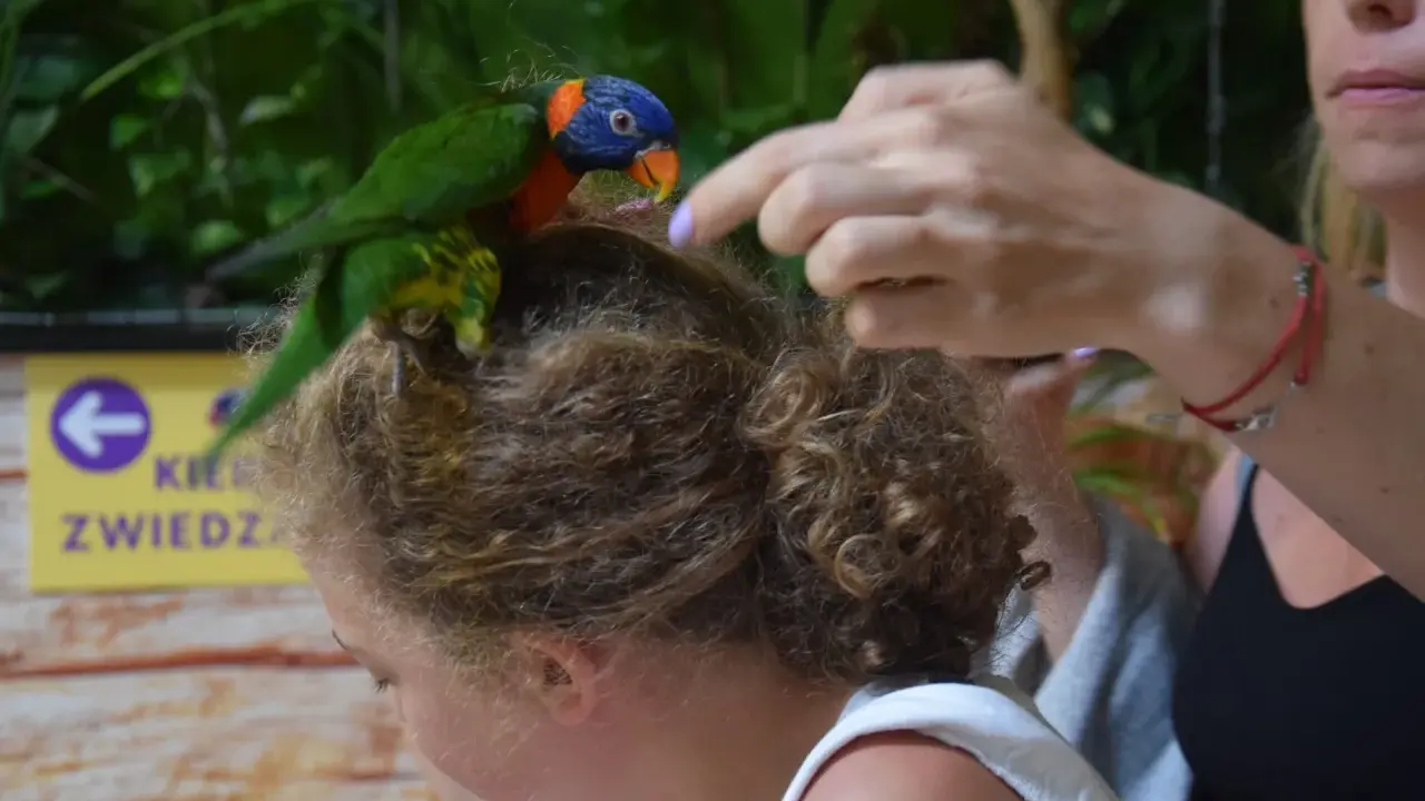 Kolorowa papuga siedzi na głowie dziewczynki w zoo Kaszuby. Kobieta wyciąga rękę, by pogłaskać ptaka.