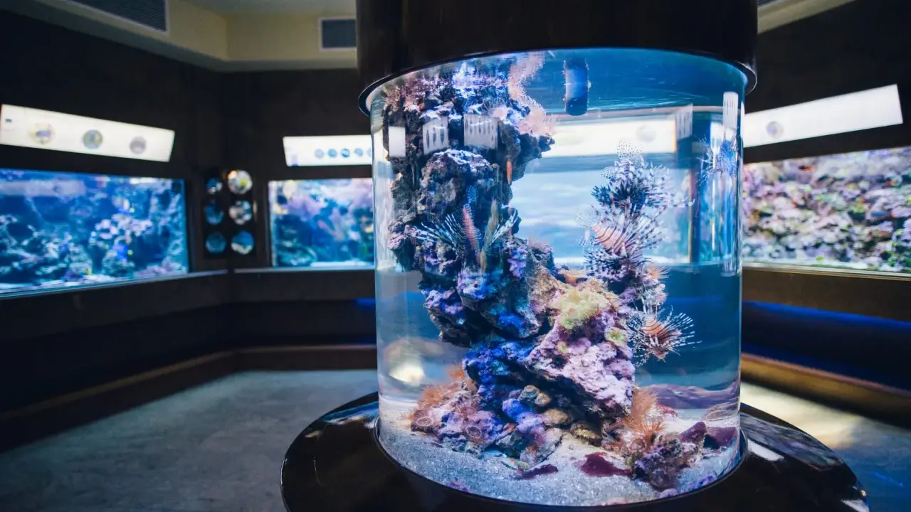 Kolorowe ryby i koralowce w akwarium w Oceanarium Gdańsk.