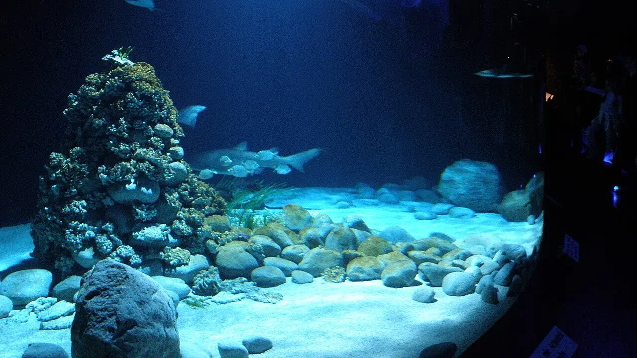 Podwodny świat w oceanarium Warszawa: rekiny, płaszczki i koralowce na piaszczystym dnie.