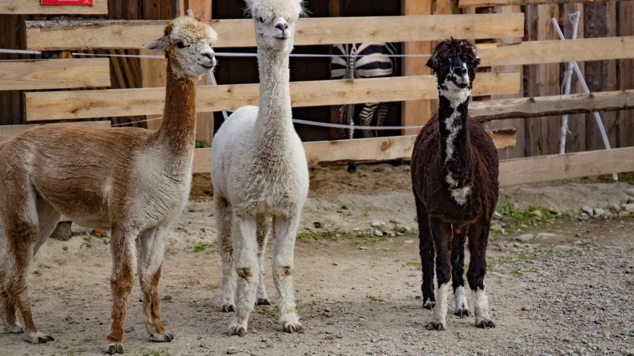 Trzy alpaki w zoo Zakopane: brązowa, biała i czarno-biała. Za nimi widać fragment zagrody z zebrą.