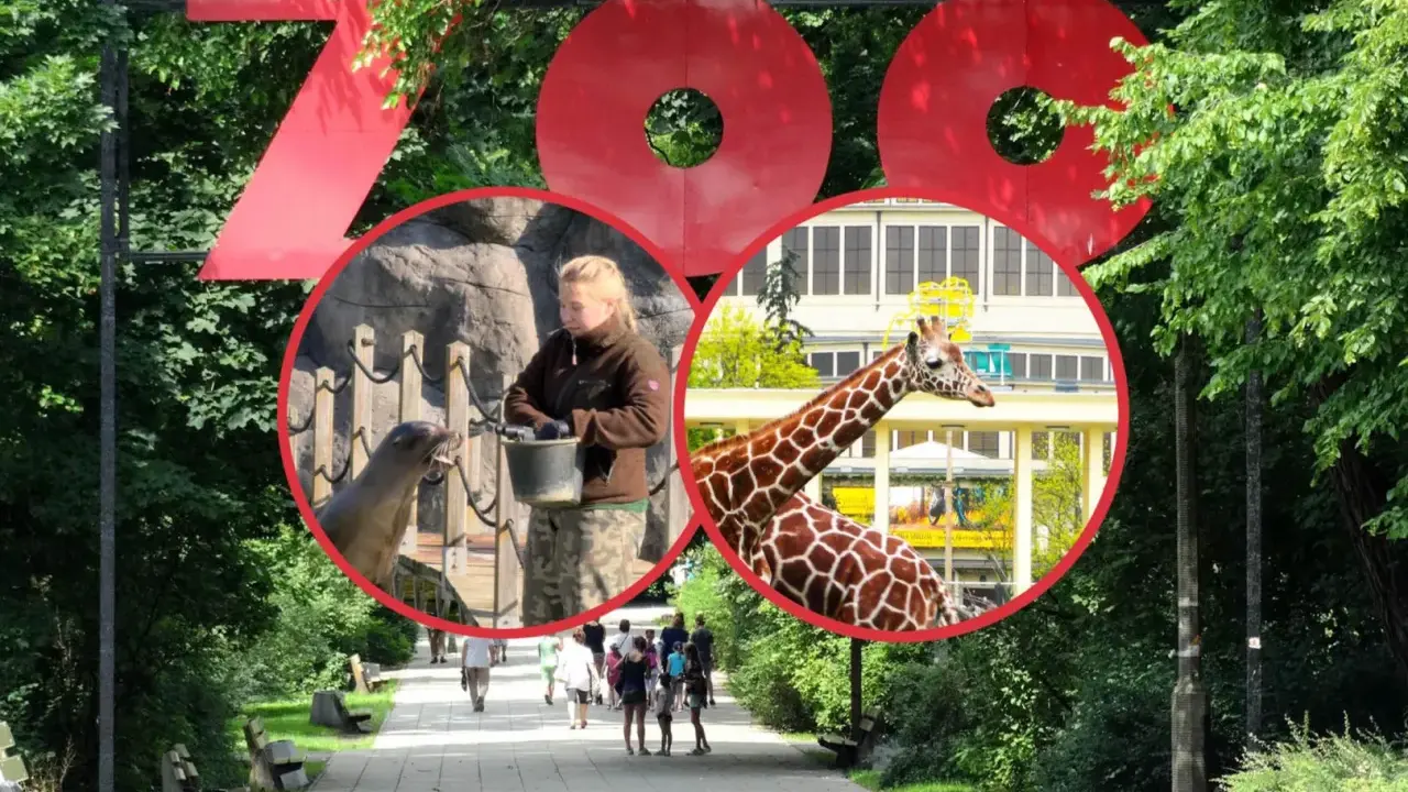Duże czerwone litery "ZOO" nad alejką, w kółkach foka karmiona przez pracownika i żyrafa na tle budynku.