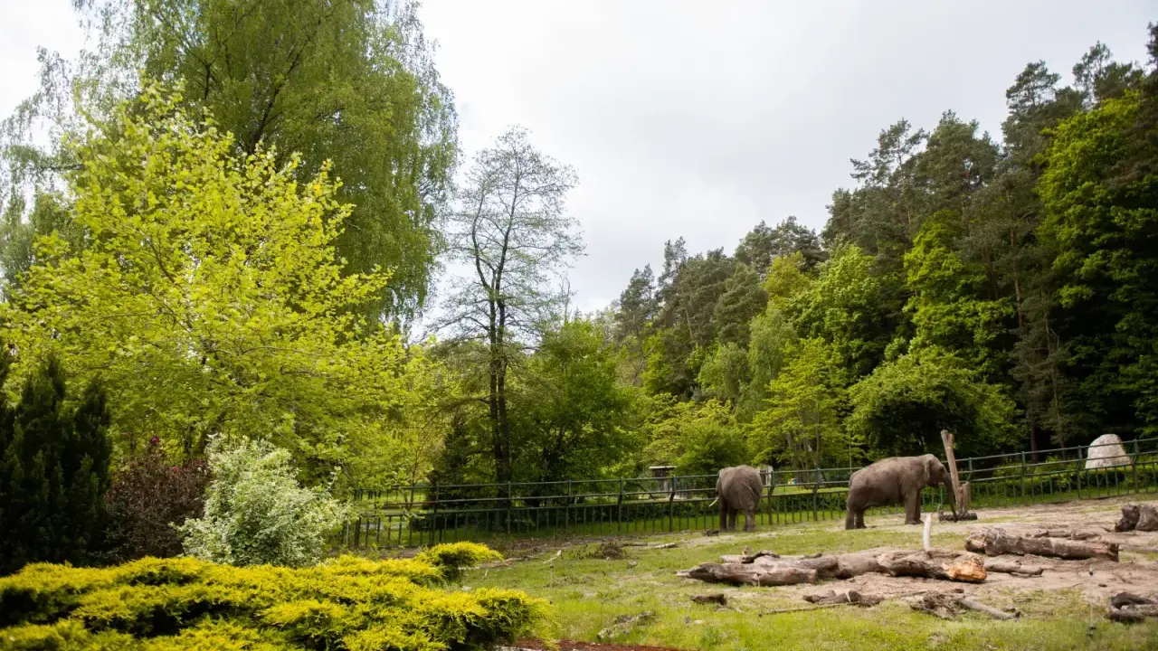 Dwa słonie w mini zoo w Gdańsku, otoczone zielenią i drzewami.