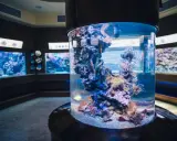 Kolorowe ryby i koralowce w akwarium w Oceanarium Gdańsk.