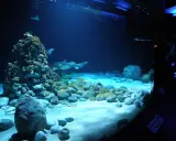 Podwodny świat w oceanarium Warszawa: rekiny, płaszczki i koralowce na piaszczystym dnie.