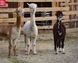 Trzy alpaki w zoo Zakopane: brązowa, biała i czarno-biała. Za nimi widać fragment zagrody z zebrą.