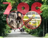 Duże czerwone litery "ZOO" nad alejką, w kółkach foka karmiona przez pracownika i żyrafa na tle budynku.