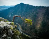 Skalisty brzeg z wygiętym drzewem, nad rzeką w Pieninach. Widok na zalesione góry i dolinę, idealne miejsce na piesze szlaki.