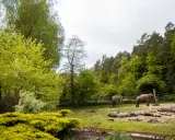 Dwa słonie w mini zoo w Gdańsku, otoczone zielenią i drzewami.