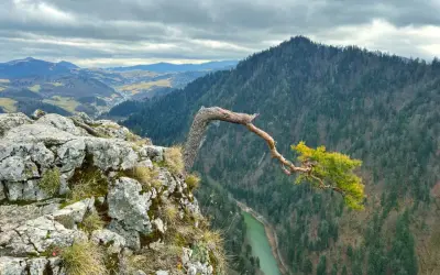 Skalisty klif w Pieninach, z którego wyrasta samotna sosna. W dole zielona rzeka i zalesione wzgórza. Niezwykłe pieniny atrakcje.