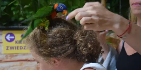 Kolorowa papuga siedzi na głowie dziewczynki w zoo Kaszuby. Kobieta wyciąga rękę, by pogłaskać ptaka.