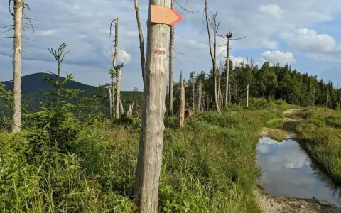 Pomarańczowa strzałka na pniu wskazuje szlak na Radziejową. W oddali las i góry.