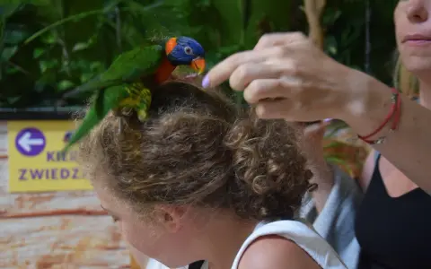 Kolorowa papuga siedzi na głowie dziewczynki w zoo Kaszuby. Kobieta wyciąga rękę, by pogłaskać ptaka.