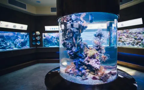 Kolorowe ryby i koralowce w akwarium w Oceanarium Gdańsk.