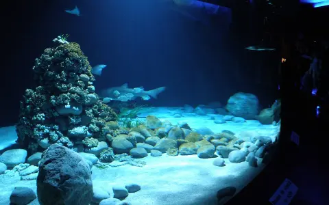 Podwodny świat w oceanarium Warszawa: rekiny, płaszczki i koralowce na piaszczystym dnie.
