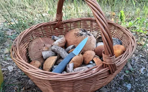 Pełny koszyk grzybów po udanym grzybobraniu śląskim. Wśród borowików i podgrzybków leży nóż.