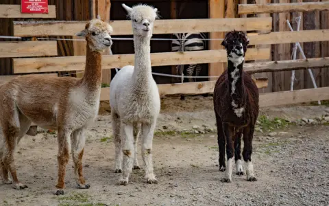 Trzy alpaki w zoo Zakopane: brązowa, biała i czarno-biała. Za nimi widać fragment zagrody z zebrą.