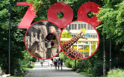 Duże czerwone litery "ZOO" nad alejką, w kółkach foka karmiona przez pracownika i żyrafa na tle budynku.