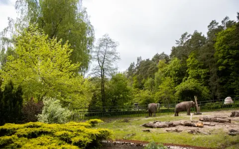Dwa słonie w mini zoo w Gdańsku, otoczone zielenią i drzewami.