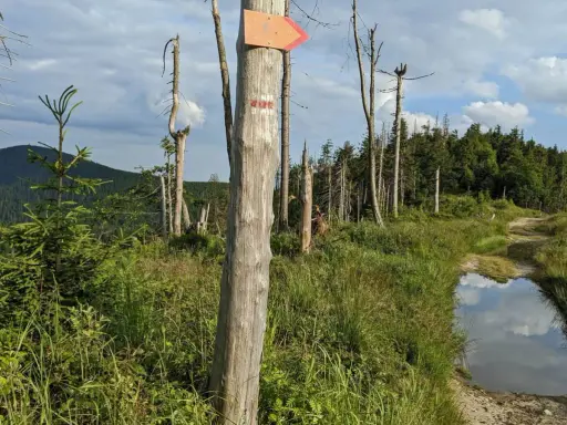 Pomarańczowa strzałka na pniu wskazuje szlak na Radziejową. W oddali las i góry.