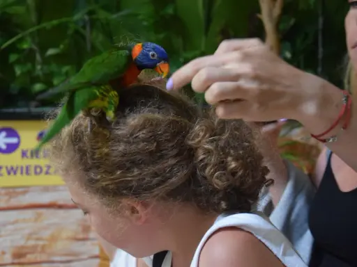 Kolorowa papuga siedzi na głowie dziewczynki w zoo Kaszuby. Kobieta wyciąga rękę, by pogłaskać ptaka.