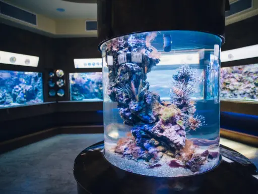 Kolorowe ryby i koralowce w akwarium w Oceanarium Gdańsk.