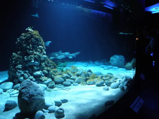 Podwodny świat w oceanarium Warszawa: rekiny, płaszczki i koralowce na piaszczystym dnie.