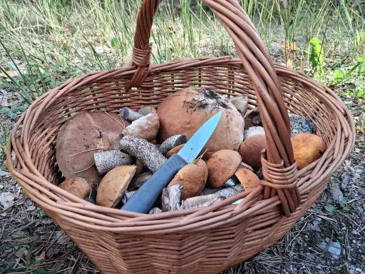 Pełny koszyk grzybów po udanym grzybobraniu śląskim. Wśród borowików i podgrzybków leży nóż.