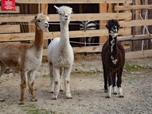 Trzy alpaki w zoo Zakopane: brązowa, biała i czarno-biała. Za nimi widać fragment zagrody z zebrą.