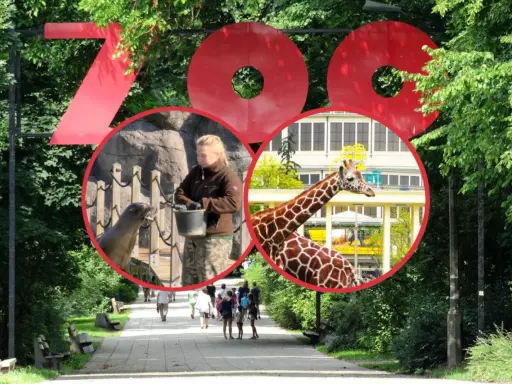 Duże czerwone litery "ZOO" nad alejką, w kółkach foka karmiona przez pracownika i żyrafa na tle budynku.