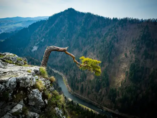 Skalisty brzeg z wygiętym drzewem, nad rzeką w Pieninach. Widok na zalesione góry i dolinę, idealne miejsce na piesze szlaki.