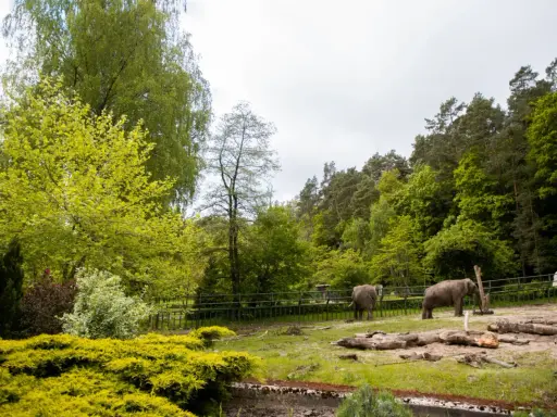Dwa słonie w mini zoo w Gdańsku, otoczone zielenią i drzewami.