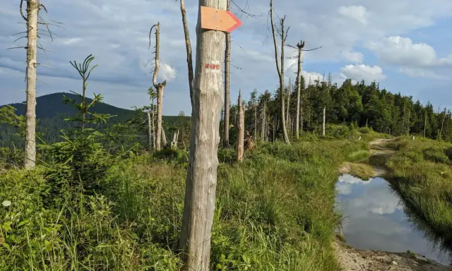 Pomarańczowa strzałka na pniu wskazuje szlak na Radziejową. W oddali las i góry.