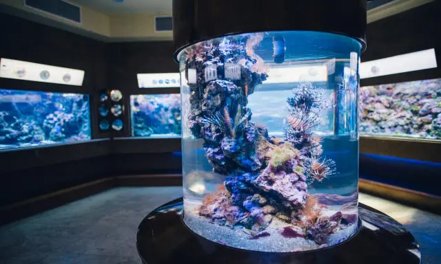 Kolorowe ryby i koralowce w akwarium w Oceanarium Gdańsk.