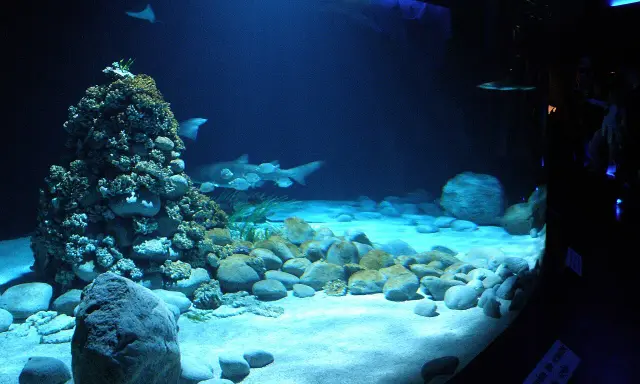 Podwodny świat w oceanarium Warszawa: rekiny, płaszczki i koralowce na piaszczystym dnie.