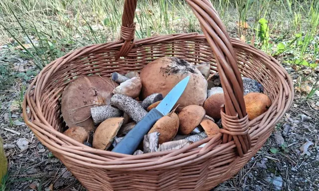 Pełny koszyk grzybów po udanym grzybobraniu śląskim. Wśród borowików i podgrzybków leży nóż.