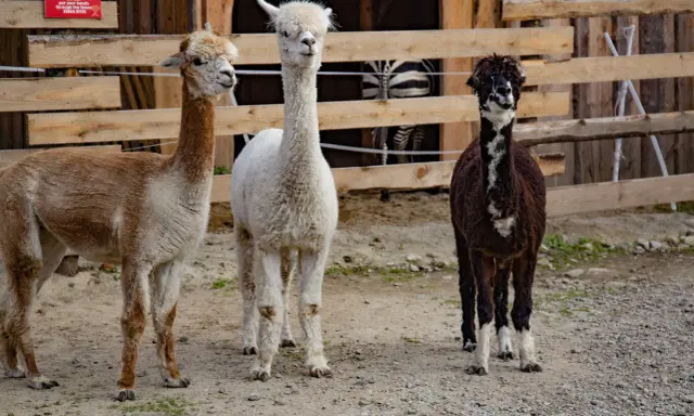 Trzy alpaki w zoo Zakopane: brązowa, biała i czarno-biała. Za nimi widać fragment zagrody z zebrą.