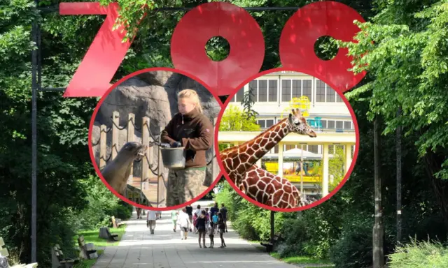 Duże czerwone litery "ZOO" nad alejką, w kółkach foka karmiona przez pracownika i żyrafa na tle budynku.
