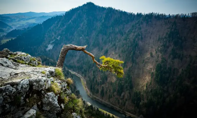 Skalisty brzeg z wygiętym drzewem, nad rzeką w Pieninach. Widok na zalesione góry i dolinę, idealne miejsce na piesze szlaki.