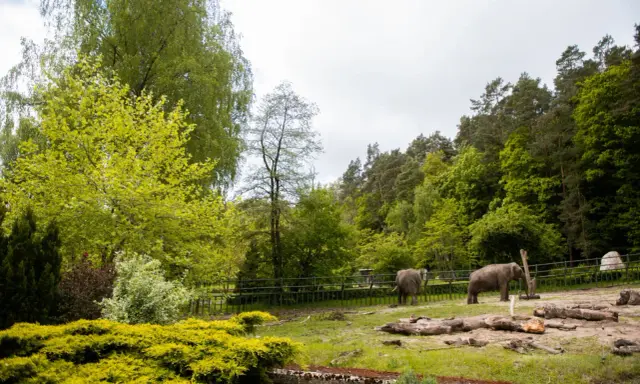 Dwa słonie w mini zoo w Gdańsku, otoczone zielenią i drzewami.