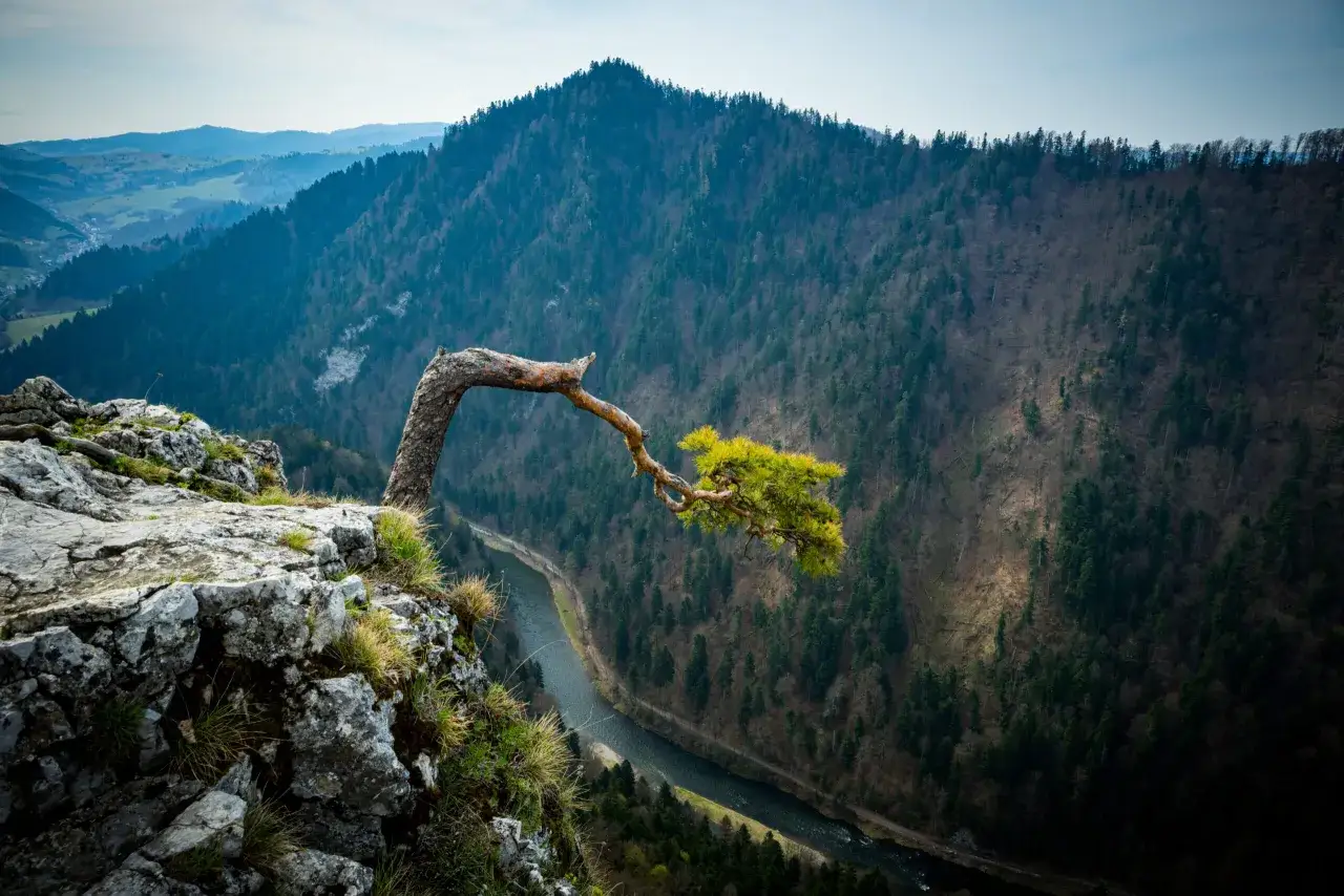 Skalisty brzeg z wygiętym drzewem, widok na przełom Dunajca i zalesione g&oacute;ry. Pieniny atrakcje zachwycają.