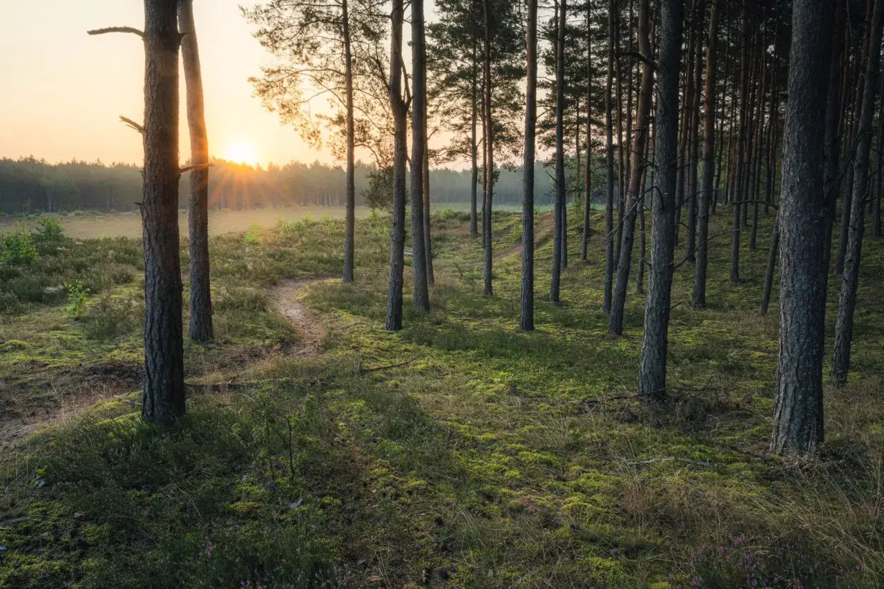Poranna mgła i wschodzące słońce w Puszczy Kampinoskiej. Ścieżka wśr&oacute;d sosen i mchu.