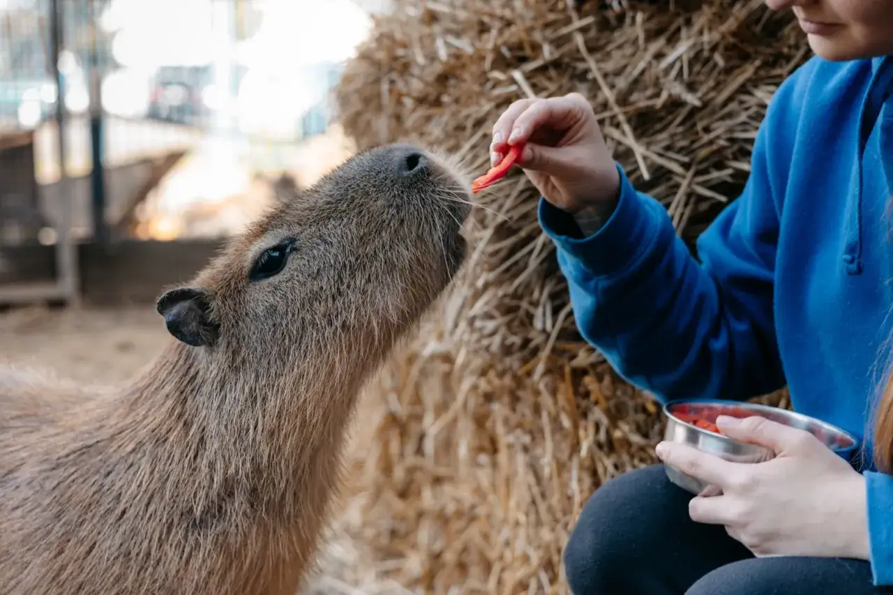 Kapibara je karmiona marchewką w mini zoo w Gdańsku.