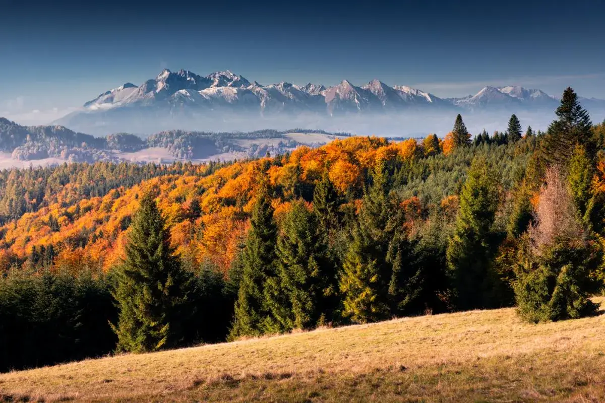 Jesienne barwy lasów Beskidu Sądeckiego, widok na Tatry. Szlaki na Radziejową kuszą kolorami.