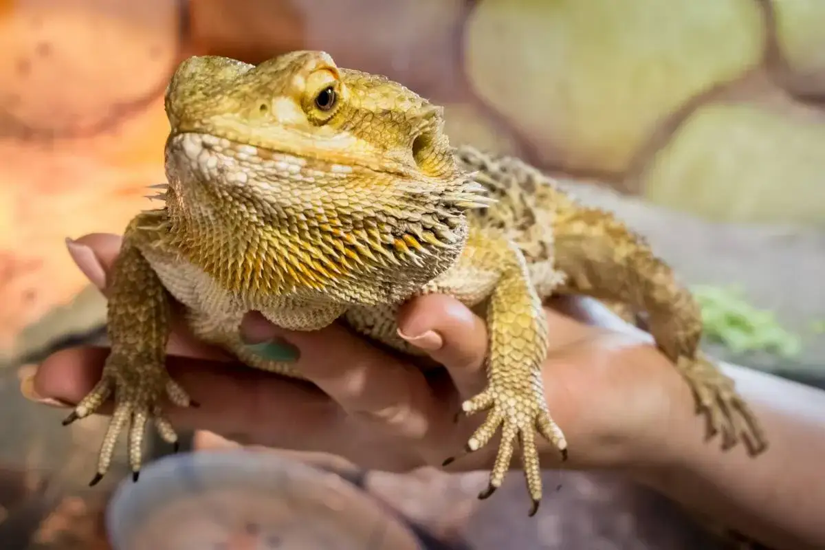 Agama brodata na dłoni, jakby opowiadała o swoich przygodach w zoo Kaszuby.