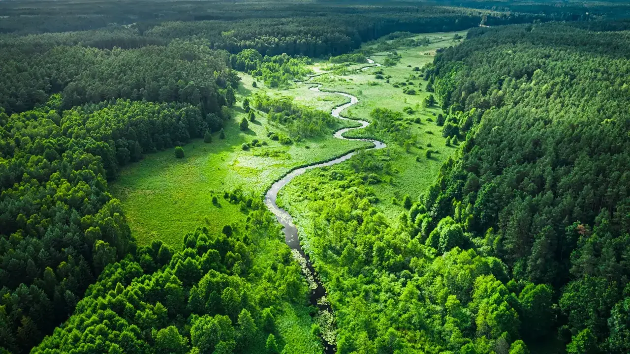 Malowniczy krajobraz Bor&oacute;w Tucholskich z krętą rzeką i bujną zielenią. Odkryj te atrakcje!