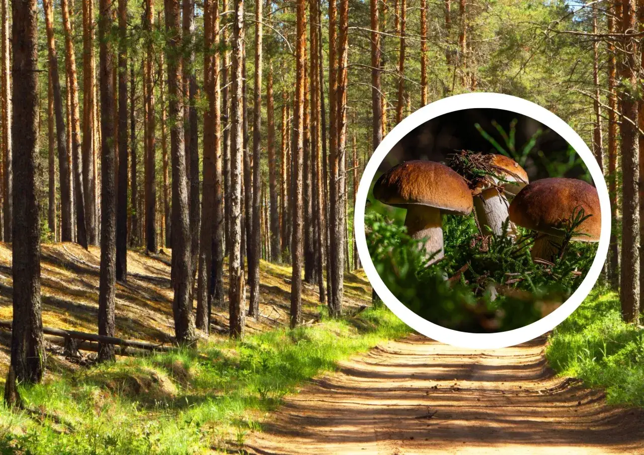 Leśna ścieżka zaprasza na grzybobranie śląskie. W okręgu widać dorodne borowiki wśród mchu.