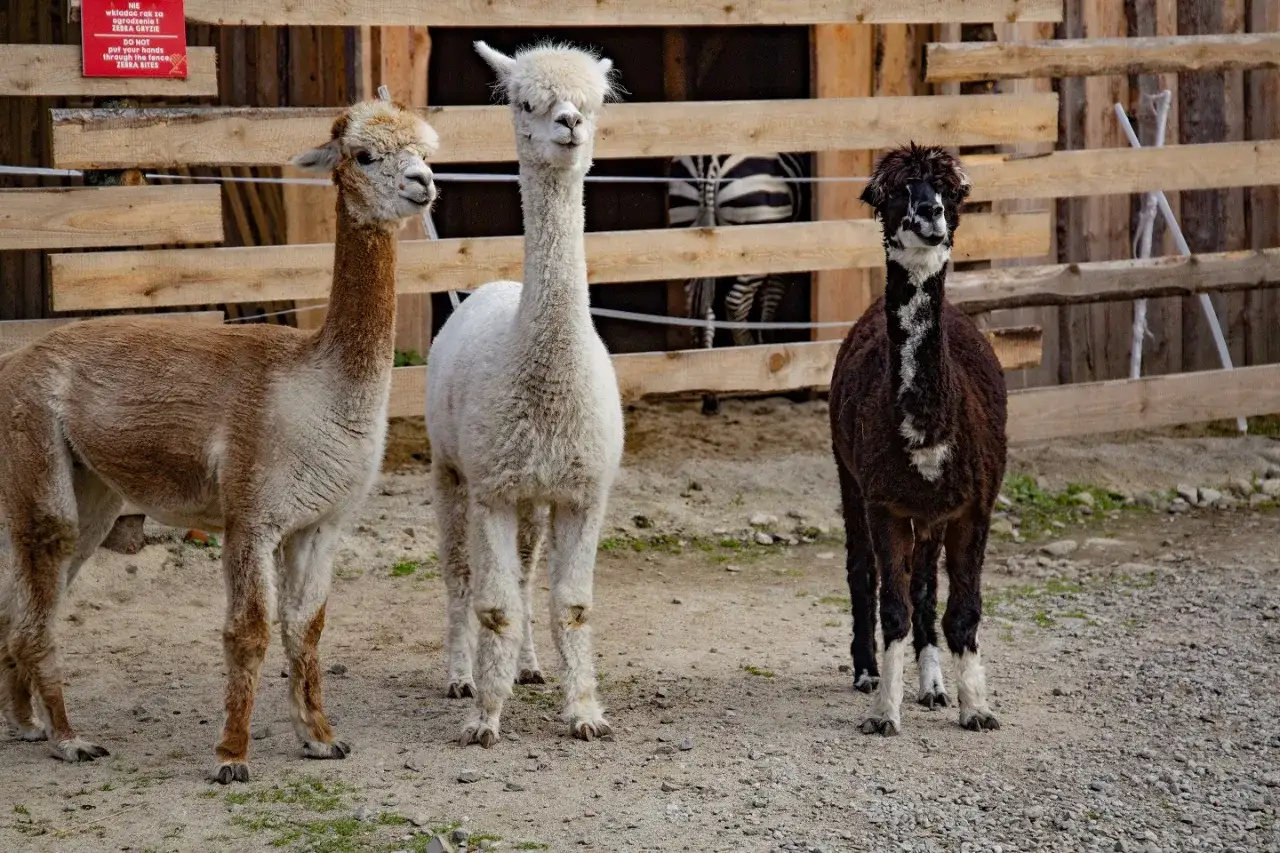 Trzy alpaki w zoo Zakopane: brązowa, biała i ciemnobrązowa. Za nimi widać fragment zagrody z zebrą.