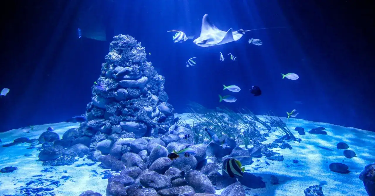 Podwodny świat w oceanarium Warszawa: płaszczka majestatycznie unosi się nad rafą, a kolorowe ryby pływają wśr&oacute;d kamieni i wodorost&oacute;w.